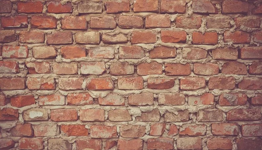 Streaming platform premieres documentary on urban wildlife